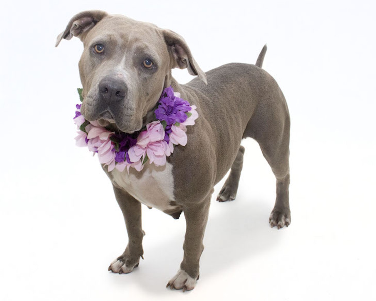 12 adoptable dogs looking for a new human right now at Orange County Animal Services