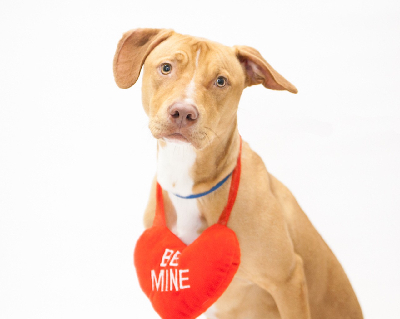 12 adoptable Orange County pups looking for a new Valentine