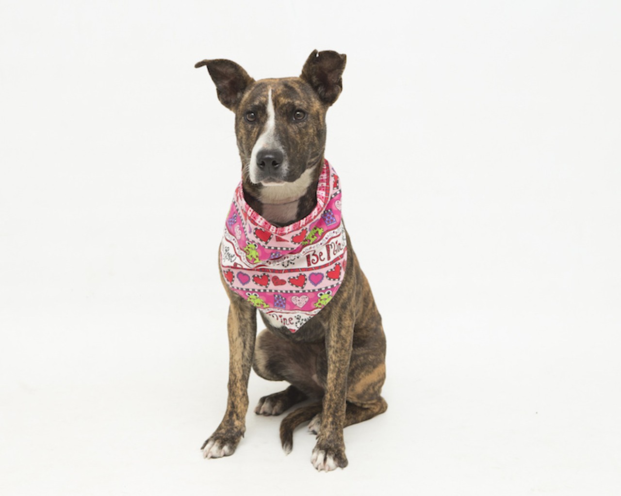 12 adoptable Orange County pups looking for a Valentine