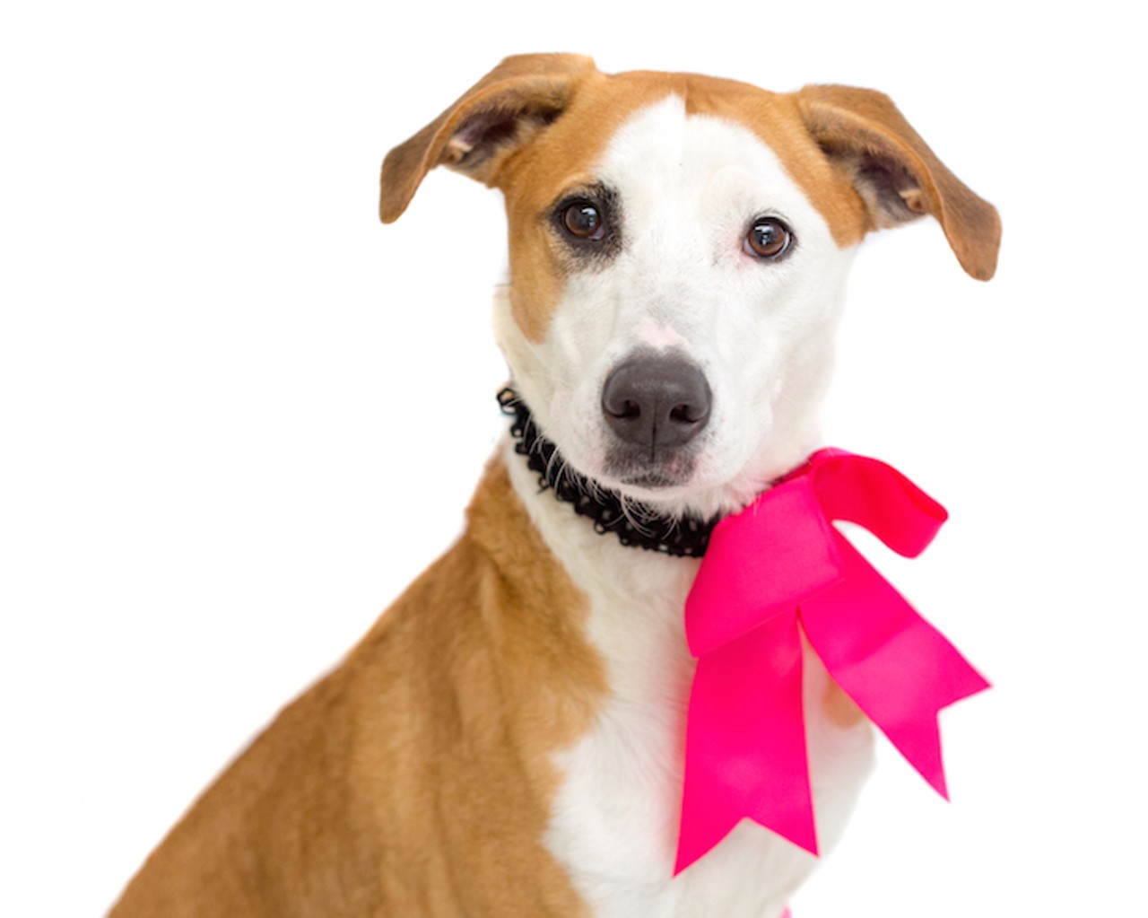 12 adoptable Orlando dogs looking a match this Valentines Day