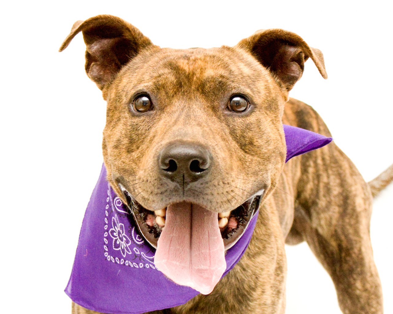 12 darling dogs up for adoption at Orange County Animal Services