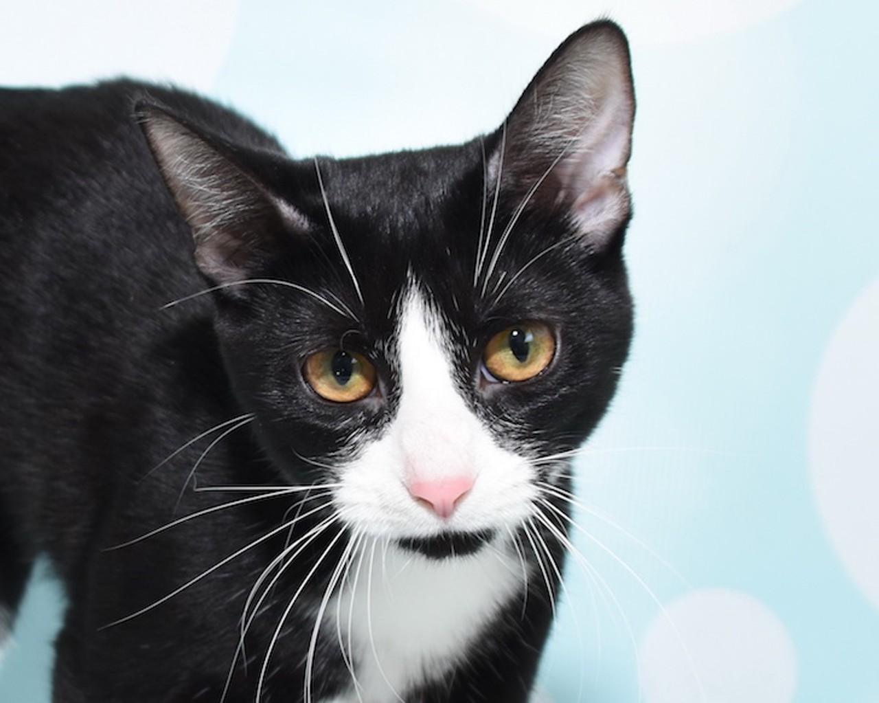 13 adoptable cats available right now at Orange County Animal Services