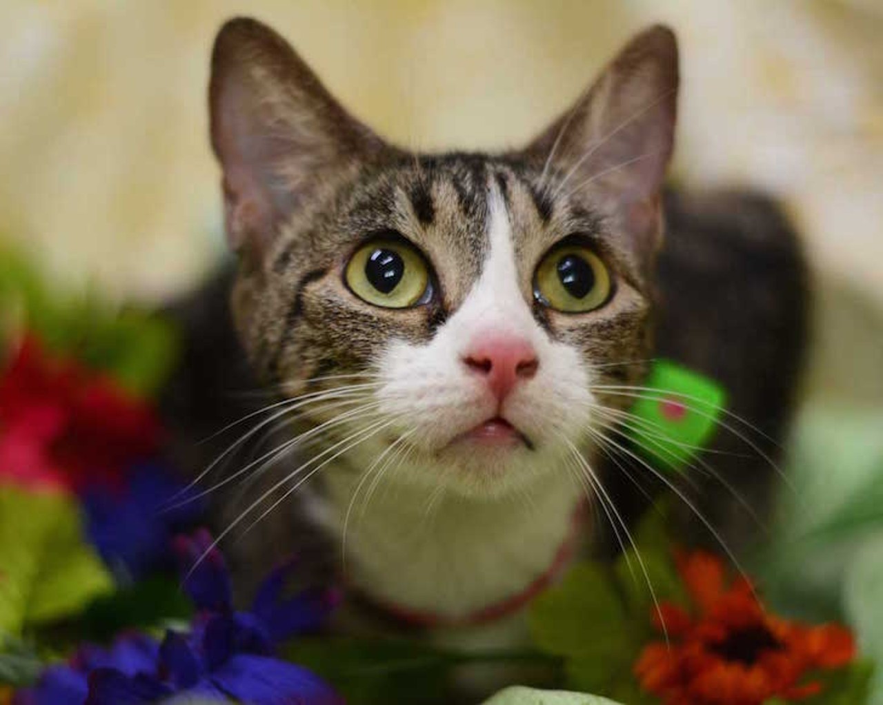 13 adoptable cats looking for a new human servant
