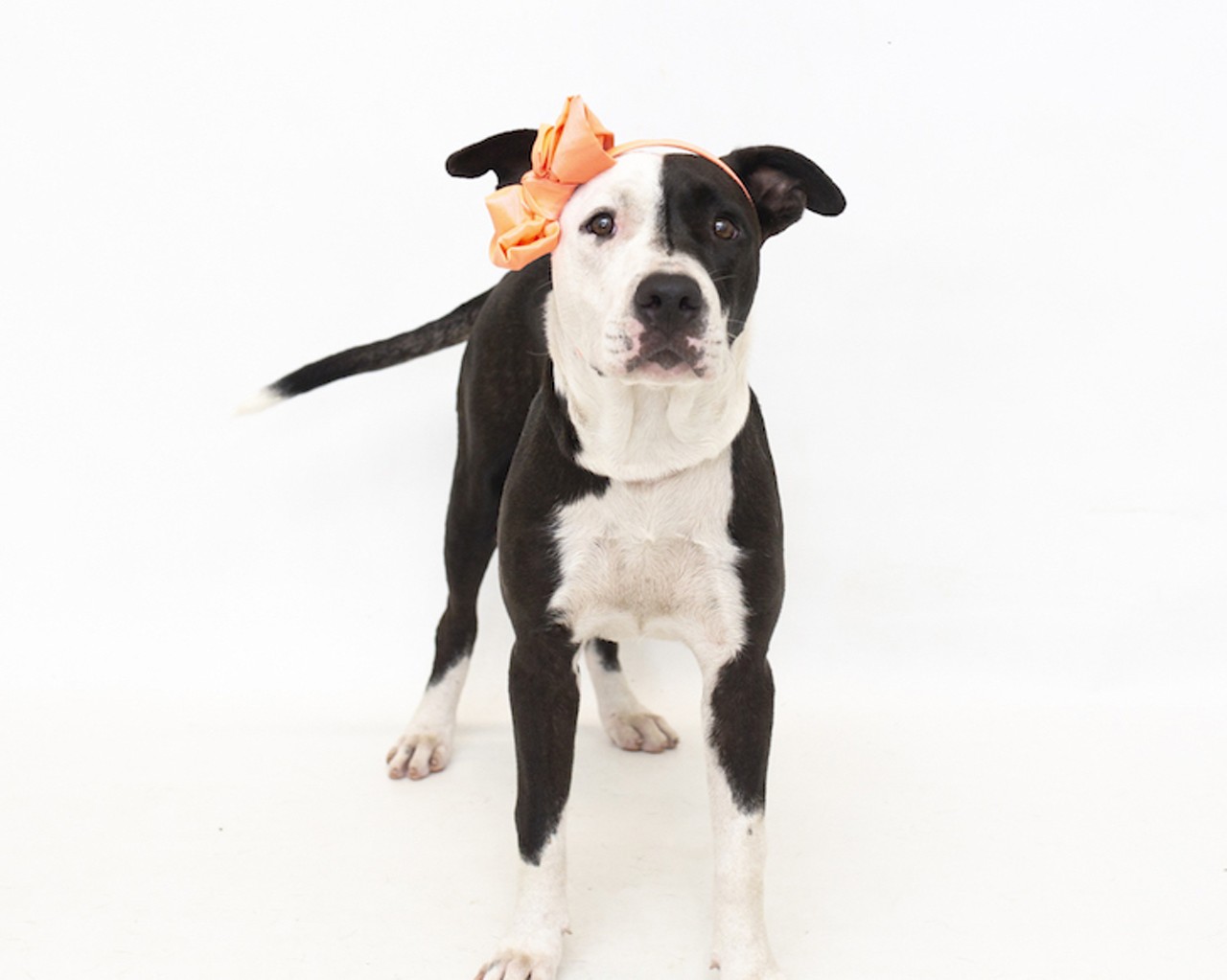 13 adoptable dogs available right now at Orange County Animal Services