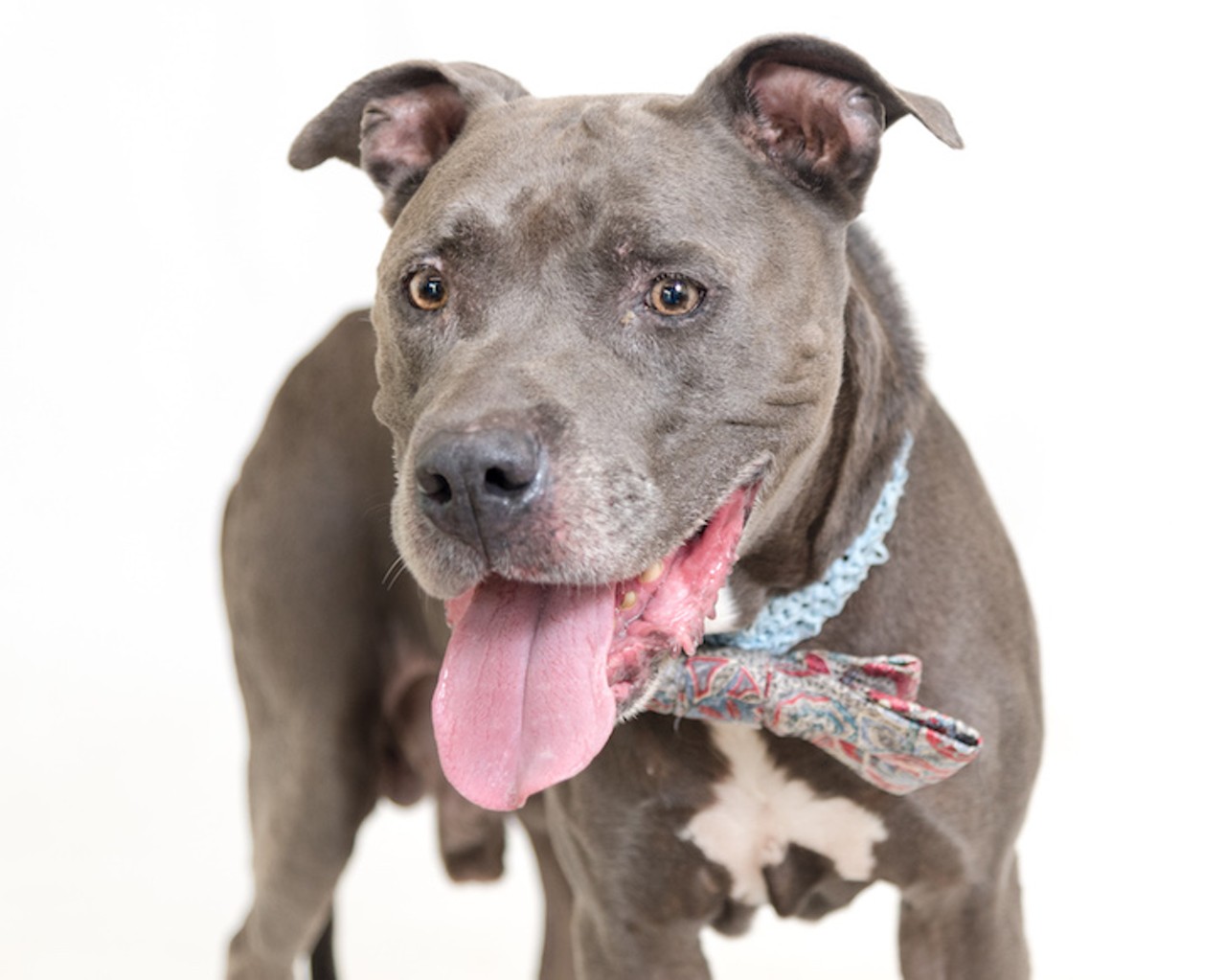 13 adoptable dogs available right now at Orange County Animal Services
