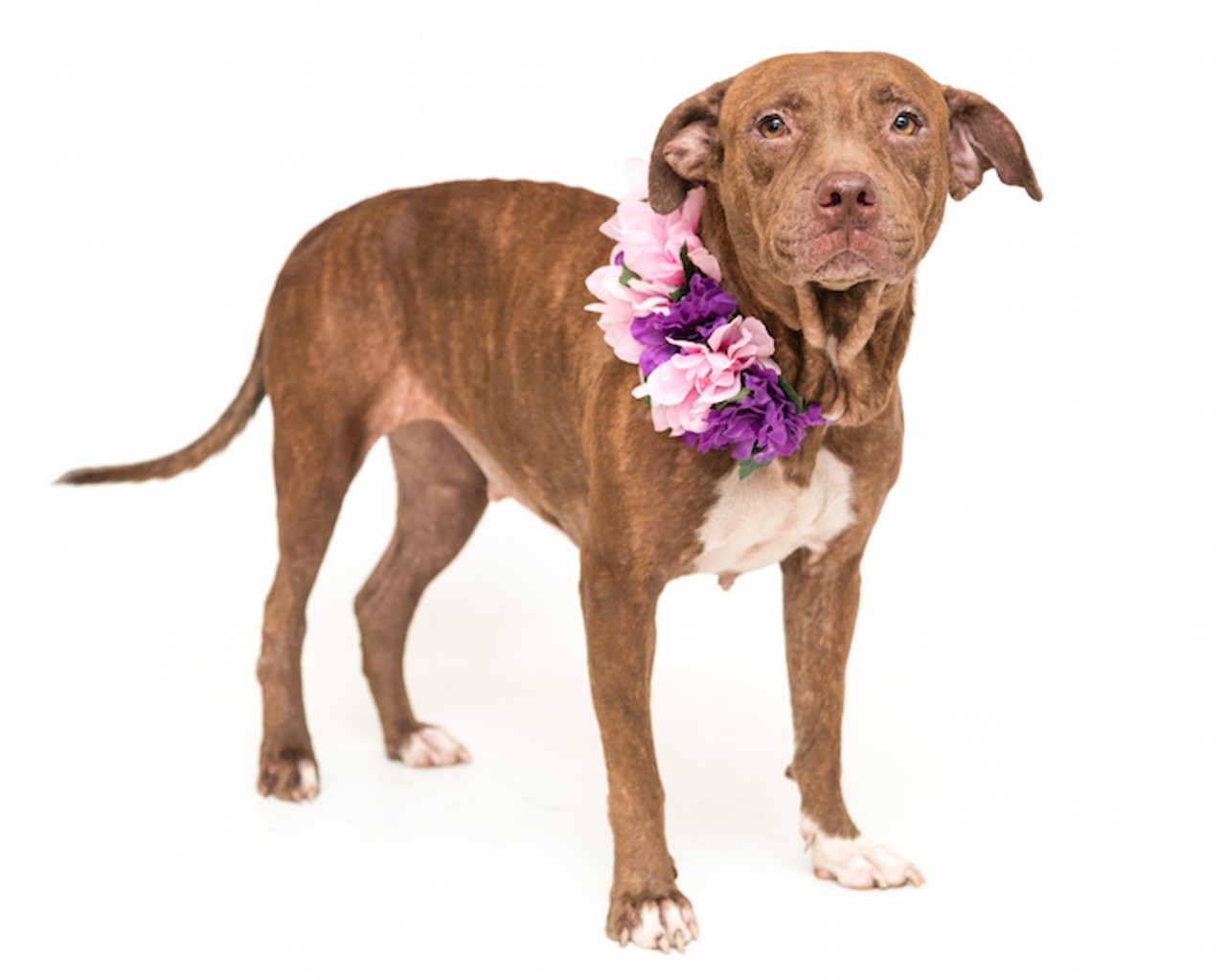 13 adoptable pups available right now at Orange County Animal Services