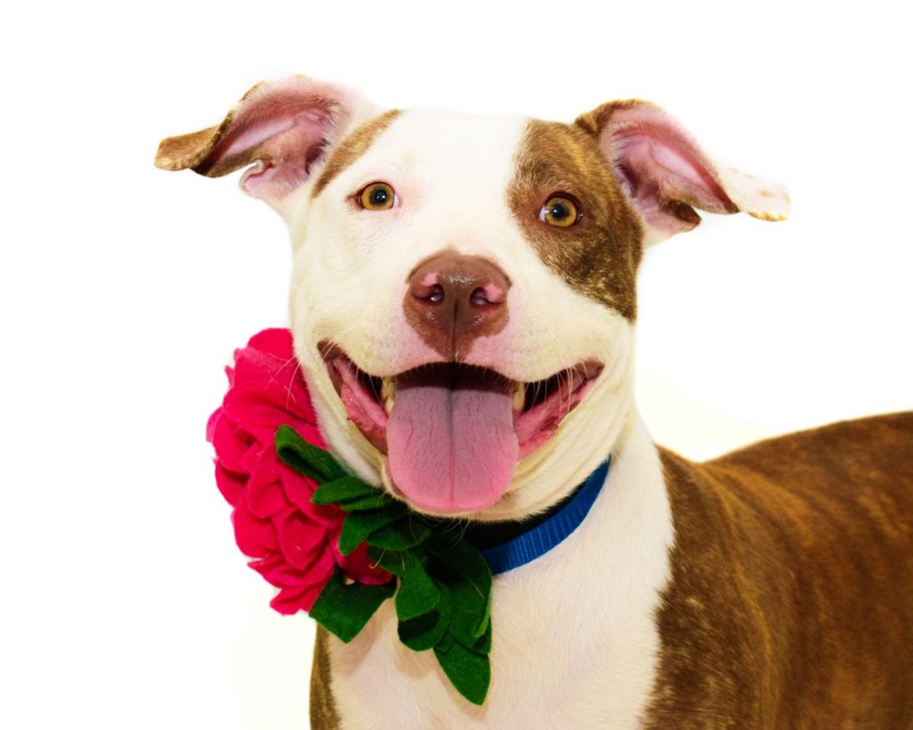 13 adoptable pups in the market for a new human at Orange County Animal Services