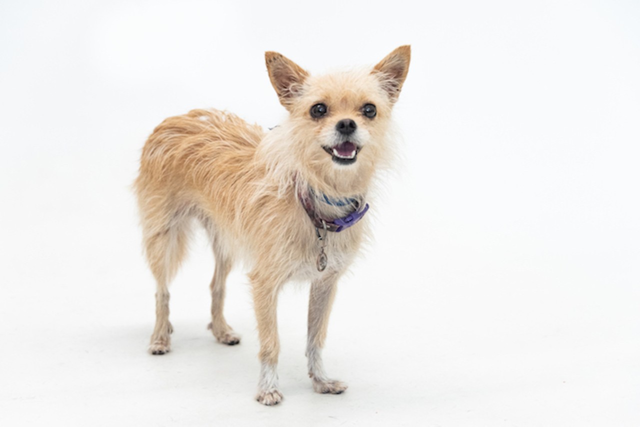 13 tiny, medium, and large dogs you can adopt in Orange County right now