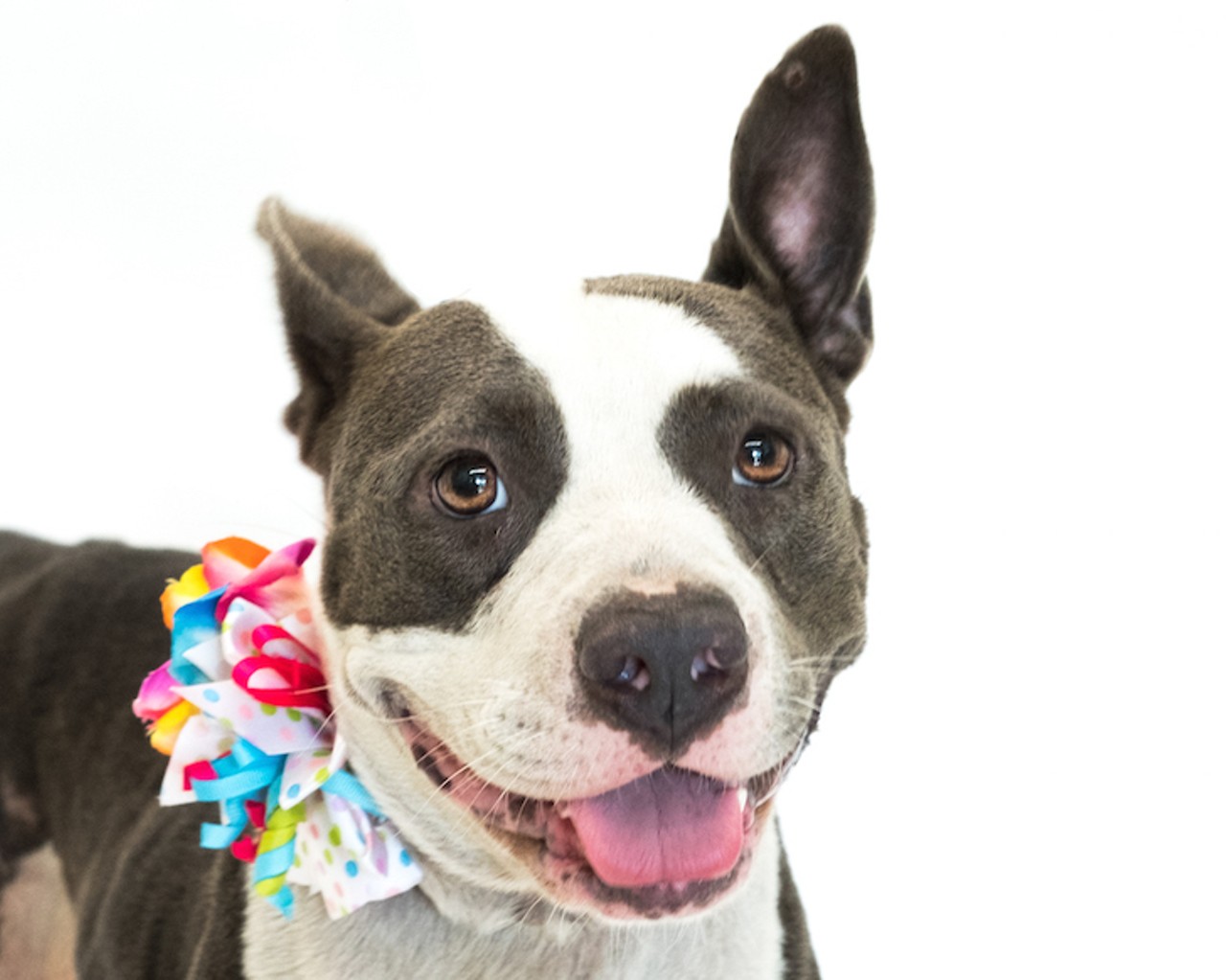 14 adoptable dogs available right now at Orange County Animal Services