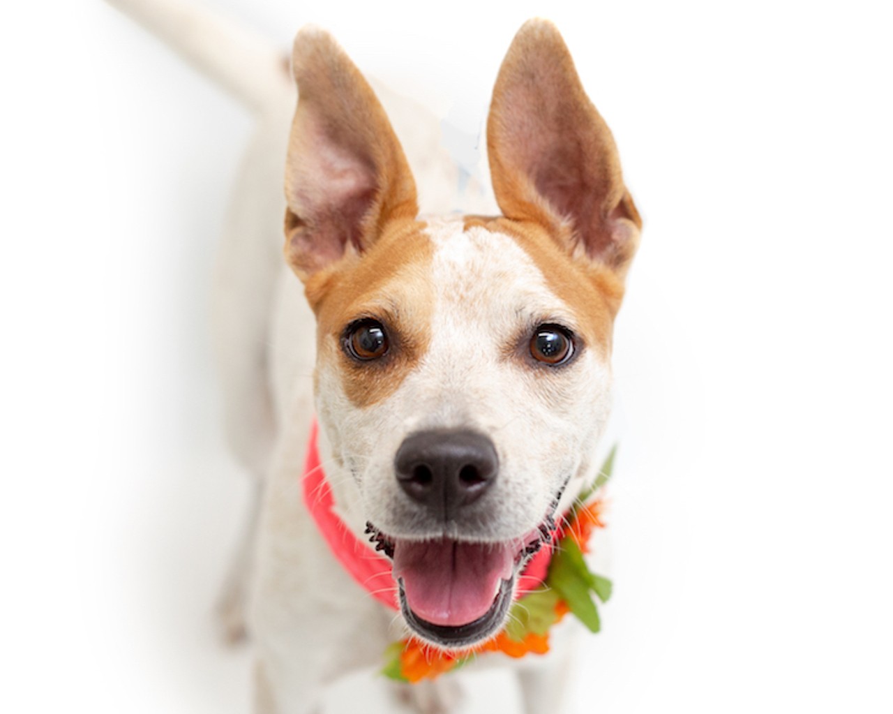 14 adoptable dogs ready to be your new BFF at Orange County Animal Services
