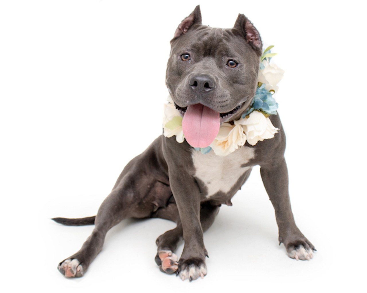 14 adoptable dogs ready to be your new BFF at Orange County Animal Services