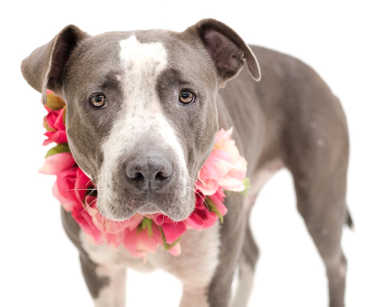 14 fabulous dogs you can adopt right now in Orange County