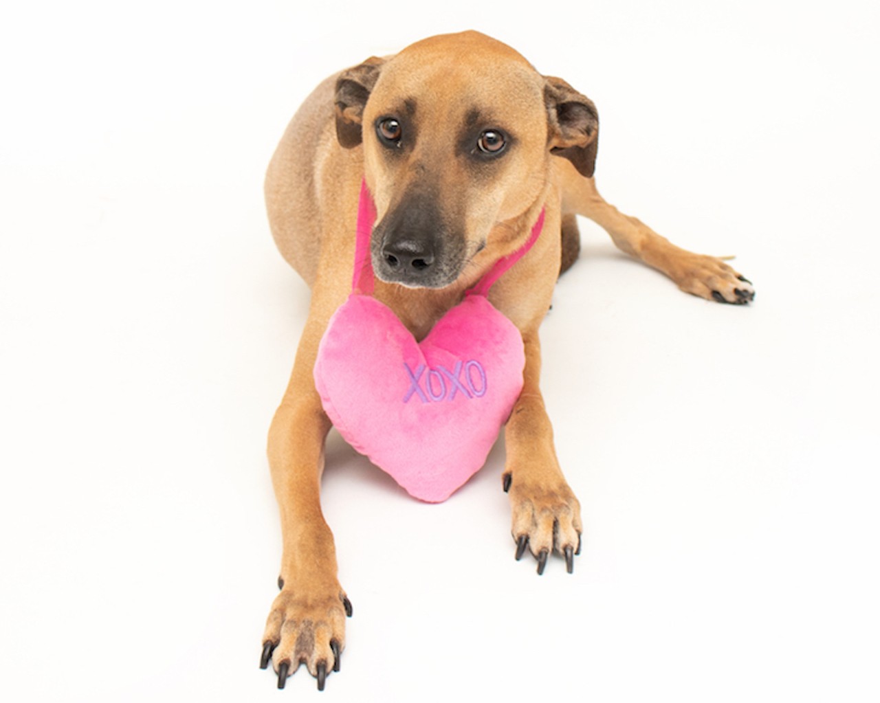 15 adoptable Orange County pups looking for a new home this Valentine's Day