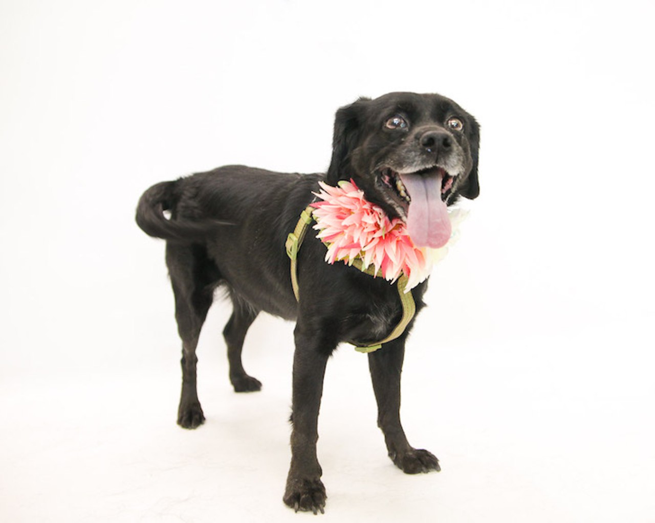 15 adorable and adoptable dogs in Orlando looking for a new home right now