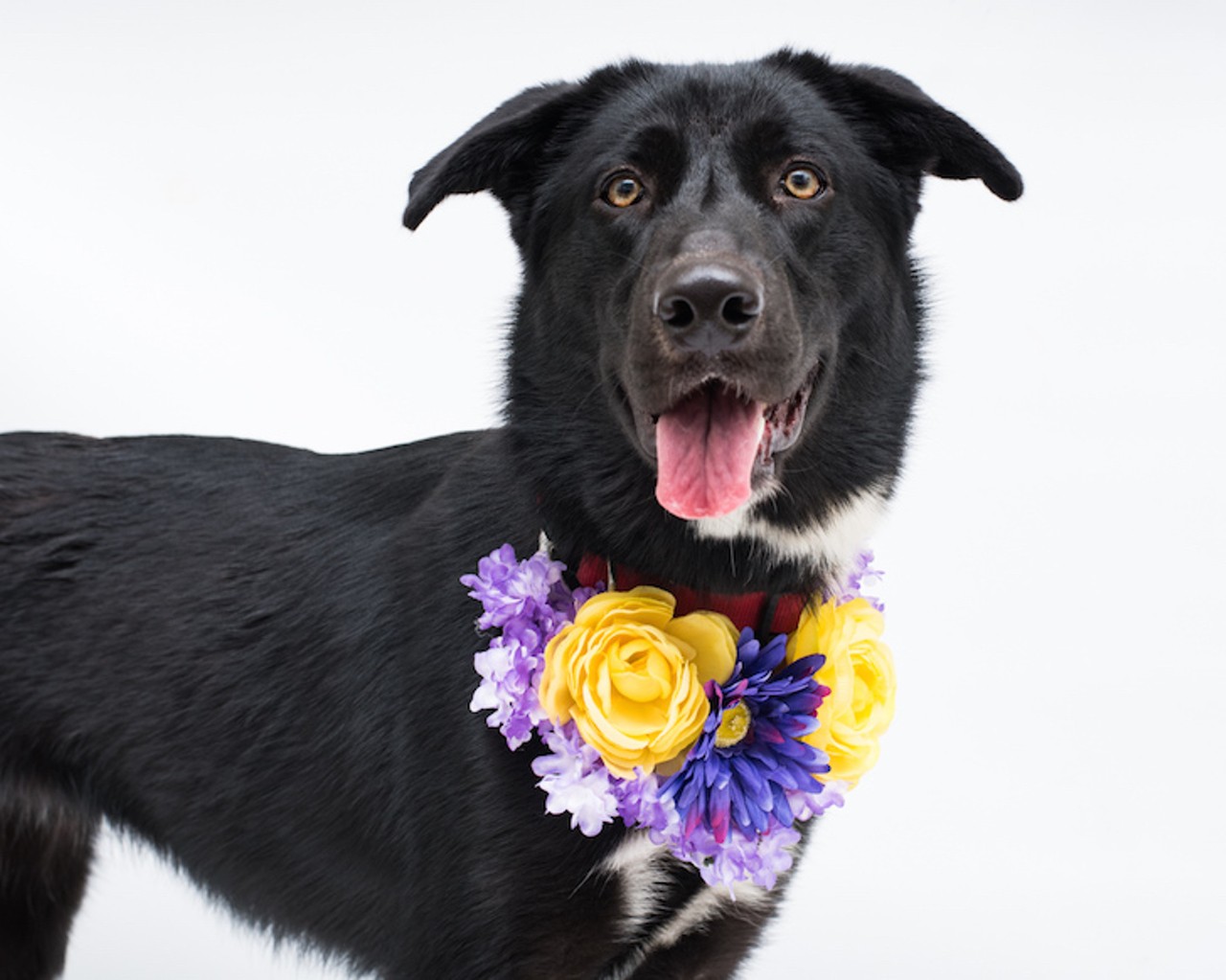 15 adorable and adoptable dogs in Orlando looking for a new home right now