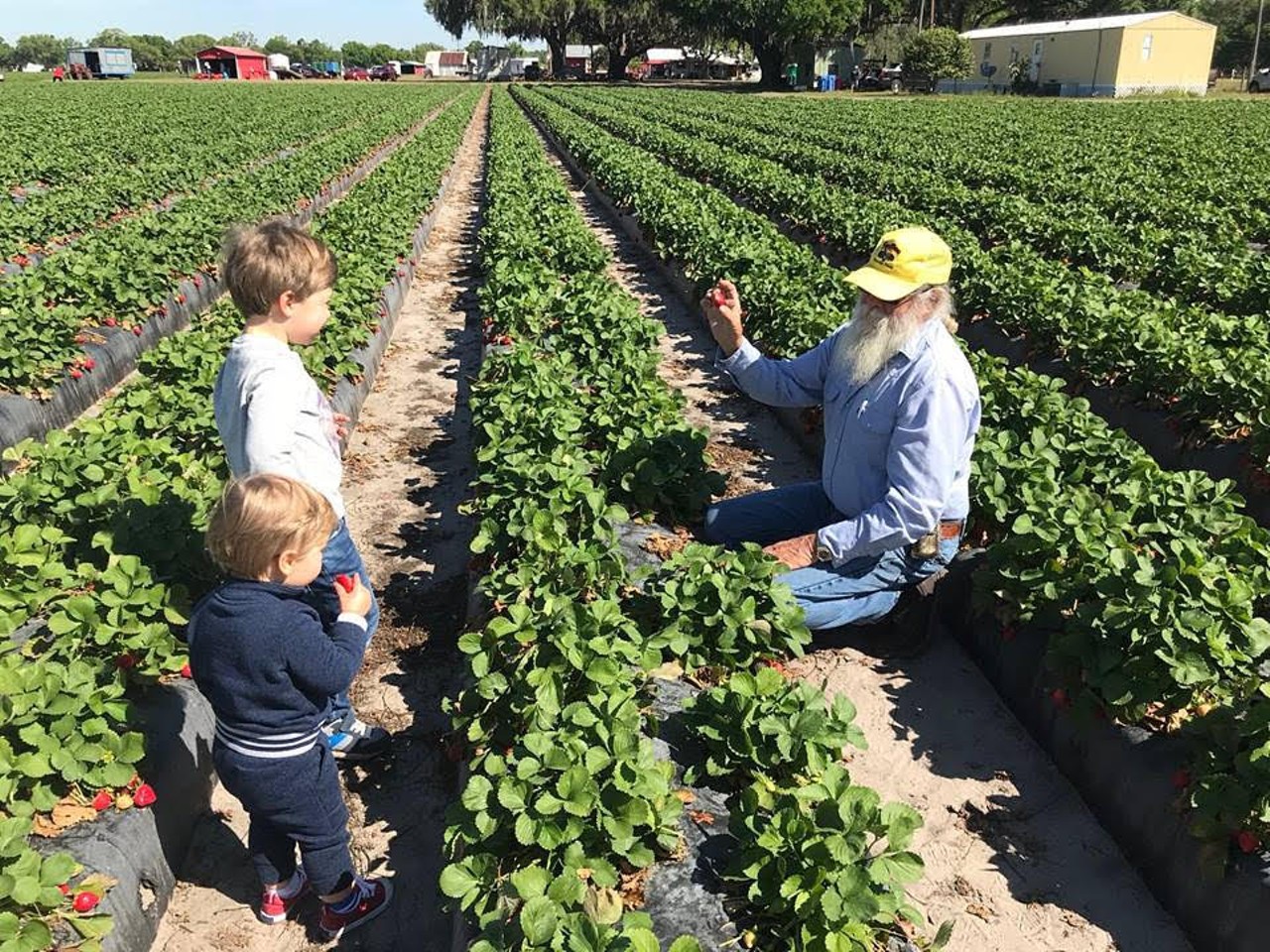 
Wish Farms
100 Stearns St., Plant City, 813-752-5111
If you want your strawberry picking to have a cause, look no further than Wish Farms. Proceeds gained from the general public are donated to sponsored charities involved in youth development, education and child care.
Photo via Wish Farms/Facebook