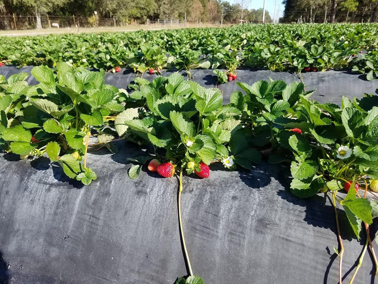
J.G. Ranch
17200 Wisconsin Rd., Brooksville, 352-799-0556
Located on Florida&#146;s west coast, this farm has strawberry picking through February. They also produce their own free-range eggs and sell local honey as well as variety of fresh vegetables.
Photo via J.G. Ranch/Facebook