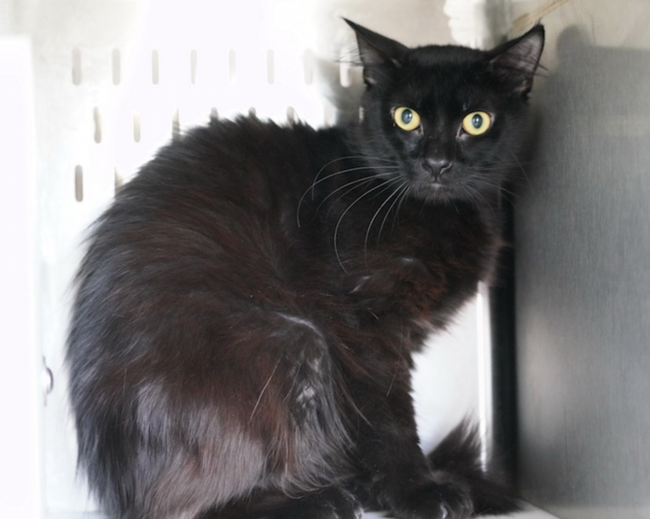 16 absolutely gorgeous, velvety-soft, adoptable Orlando cats