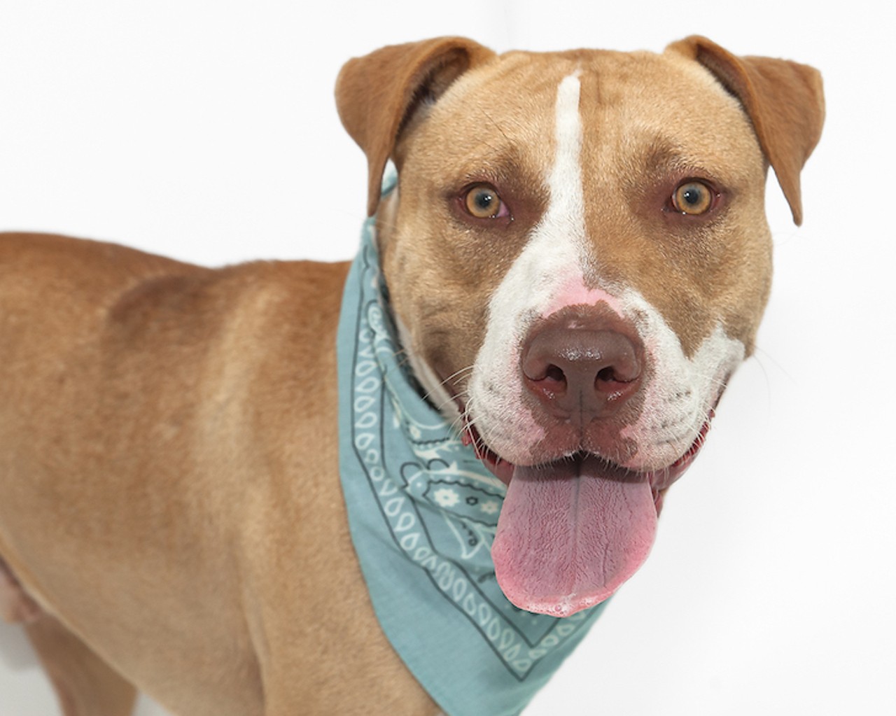 16 adoptable dogs in Orlando any mom would love