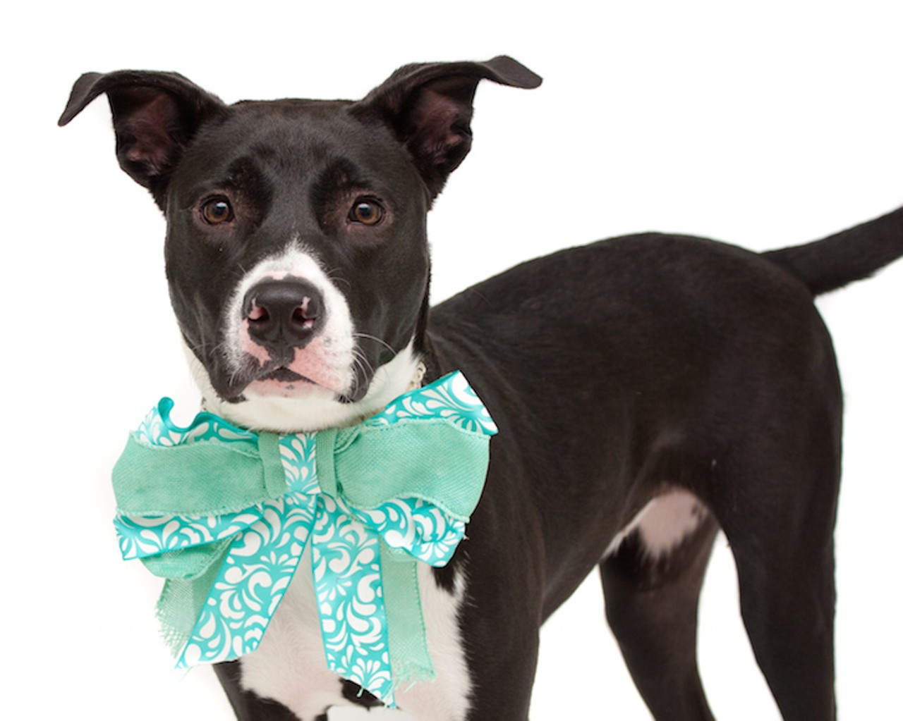 16 adoptable dogs that would be more than grateful for a new home this holiday season