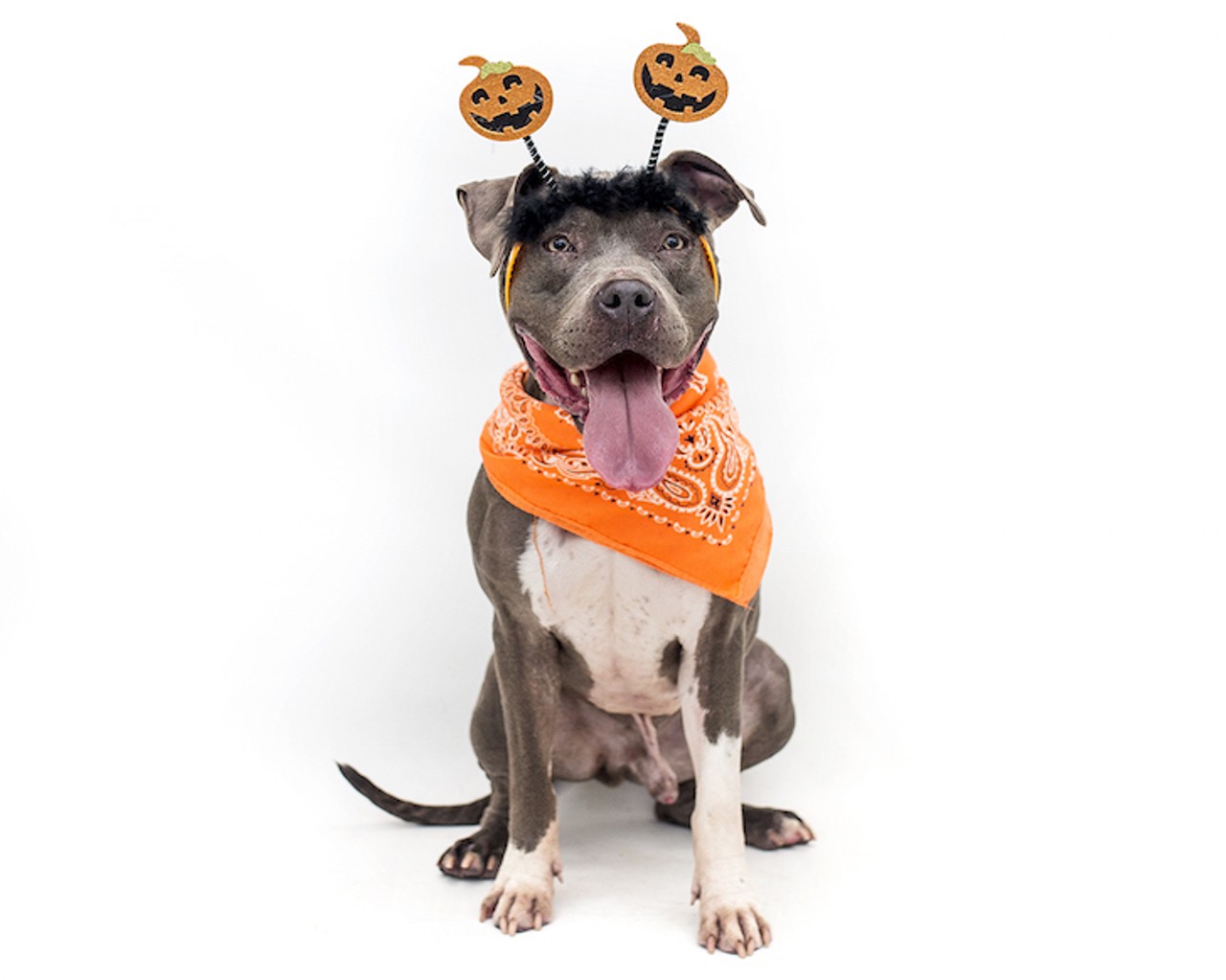 16 adoptable dogs that would love to be your trick-or-treat buddy