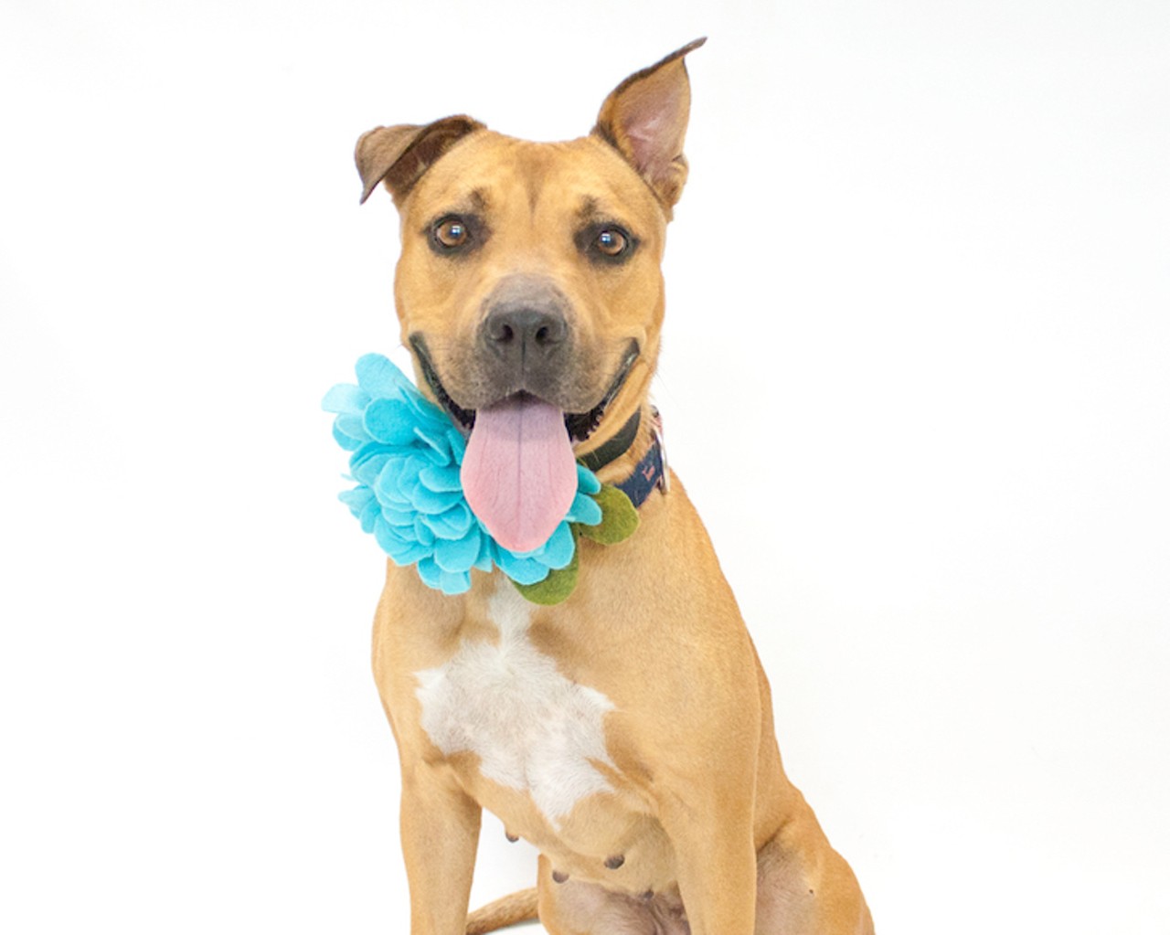 16 adoptable pooches looking for a new home right now