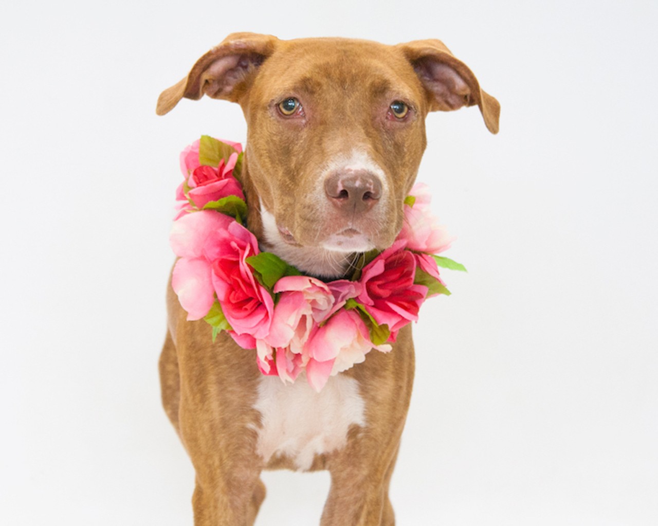 16 adoptable pooches looking for a new home right now
