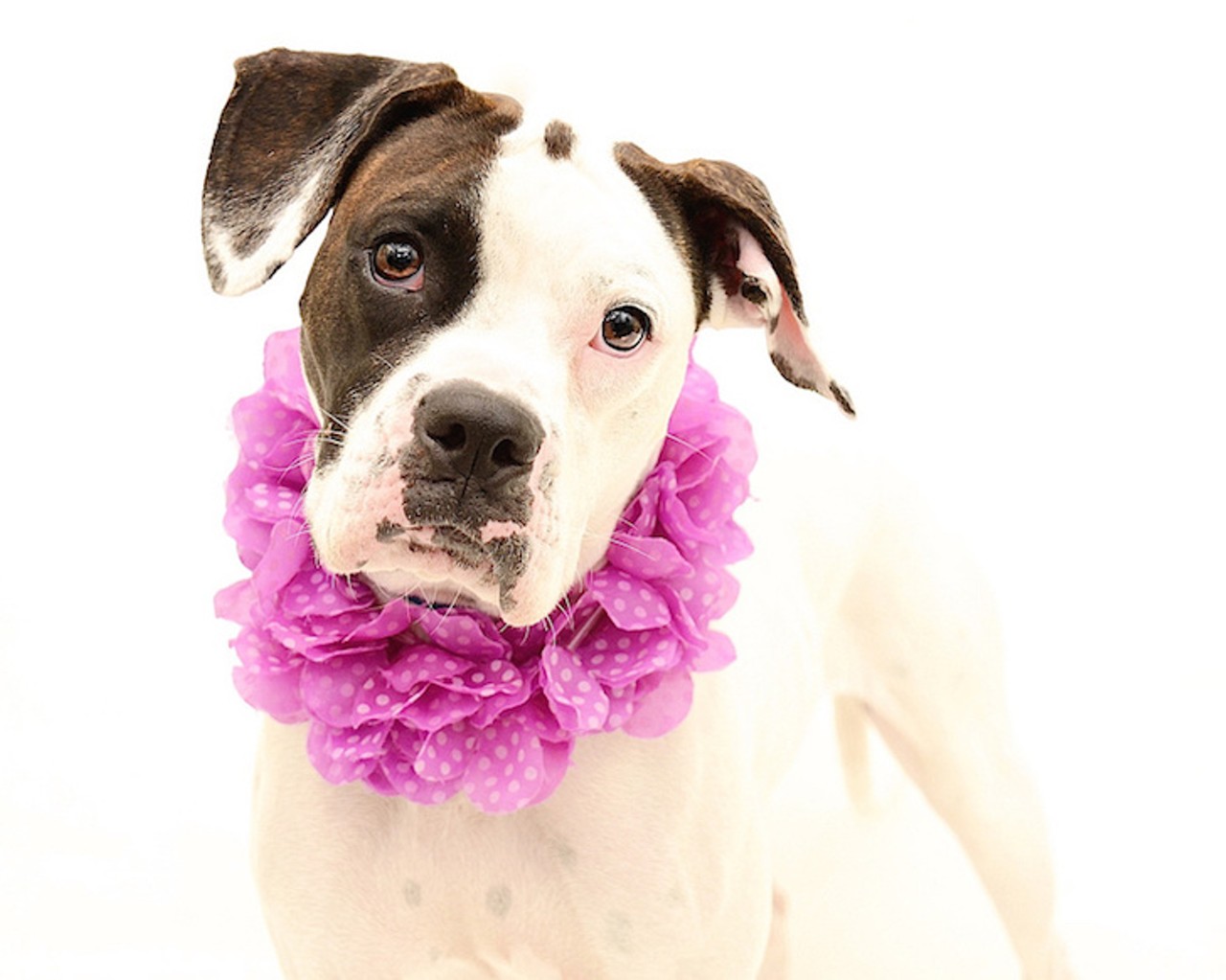 16 adorable dogs at Orange County Animal Services who need homes now