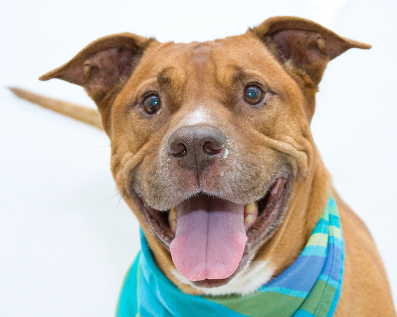 16 adorable dogs in Orlando that would love to be adopted