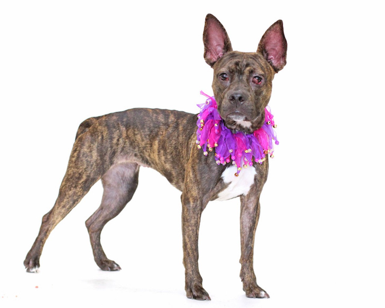 16 adorable Orlando dogs that vote to be adopted