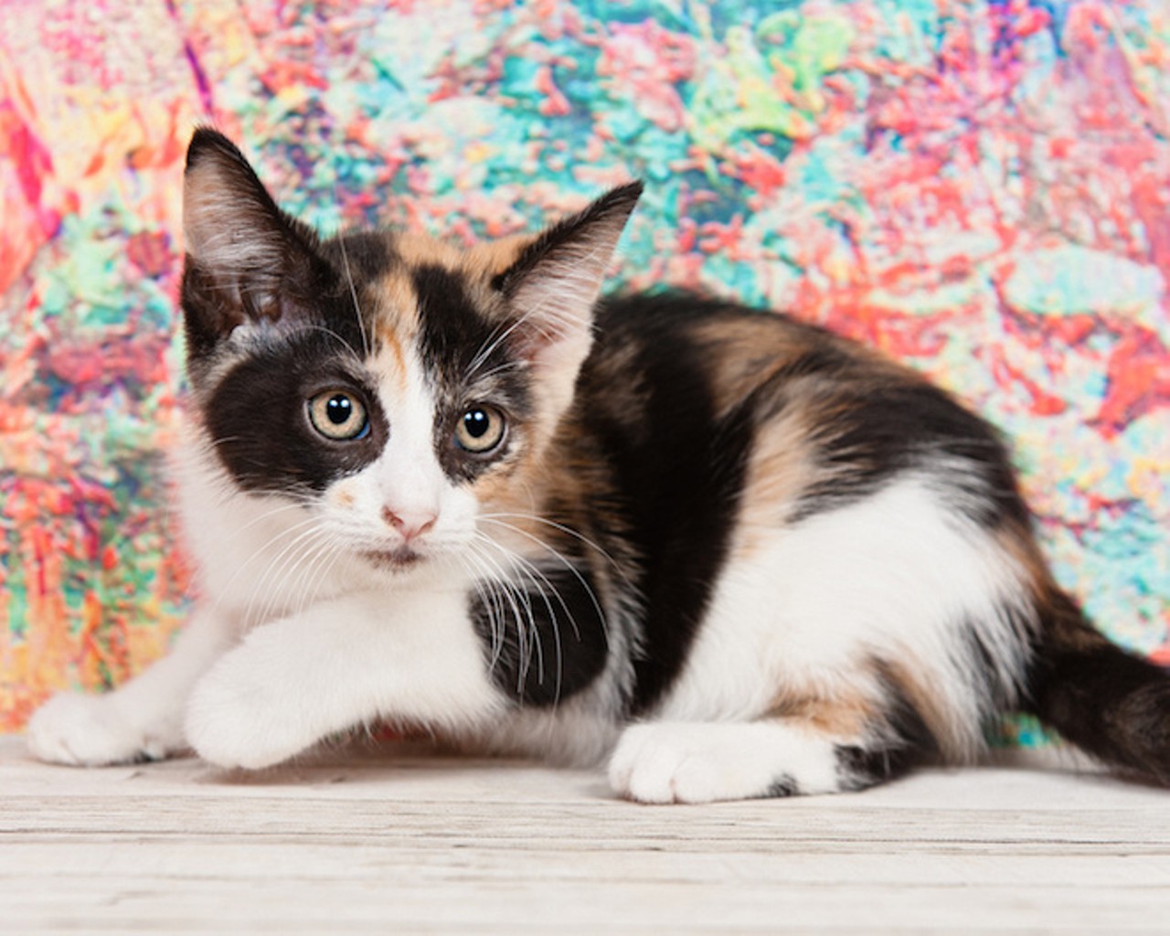 16 super-cute kittens who need homes right now