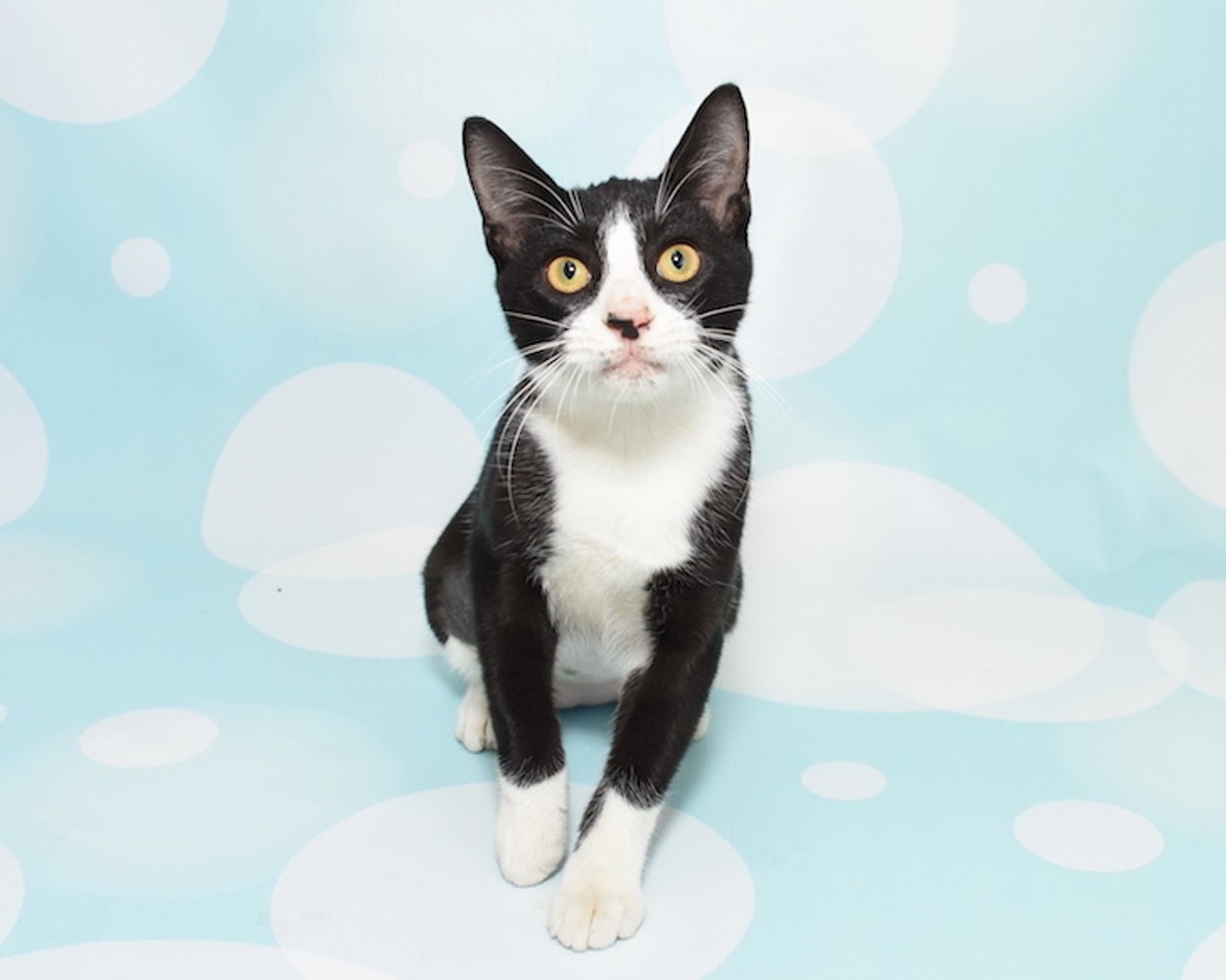 17 adoptable cats at Orange County Animal Services that are purrfect
