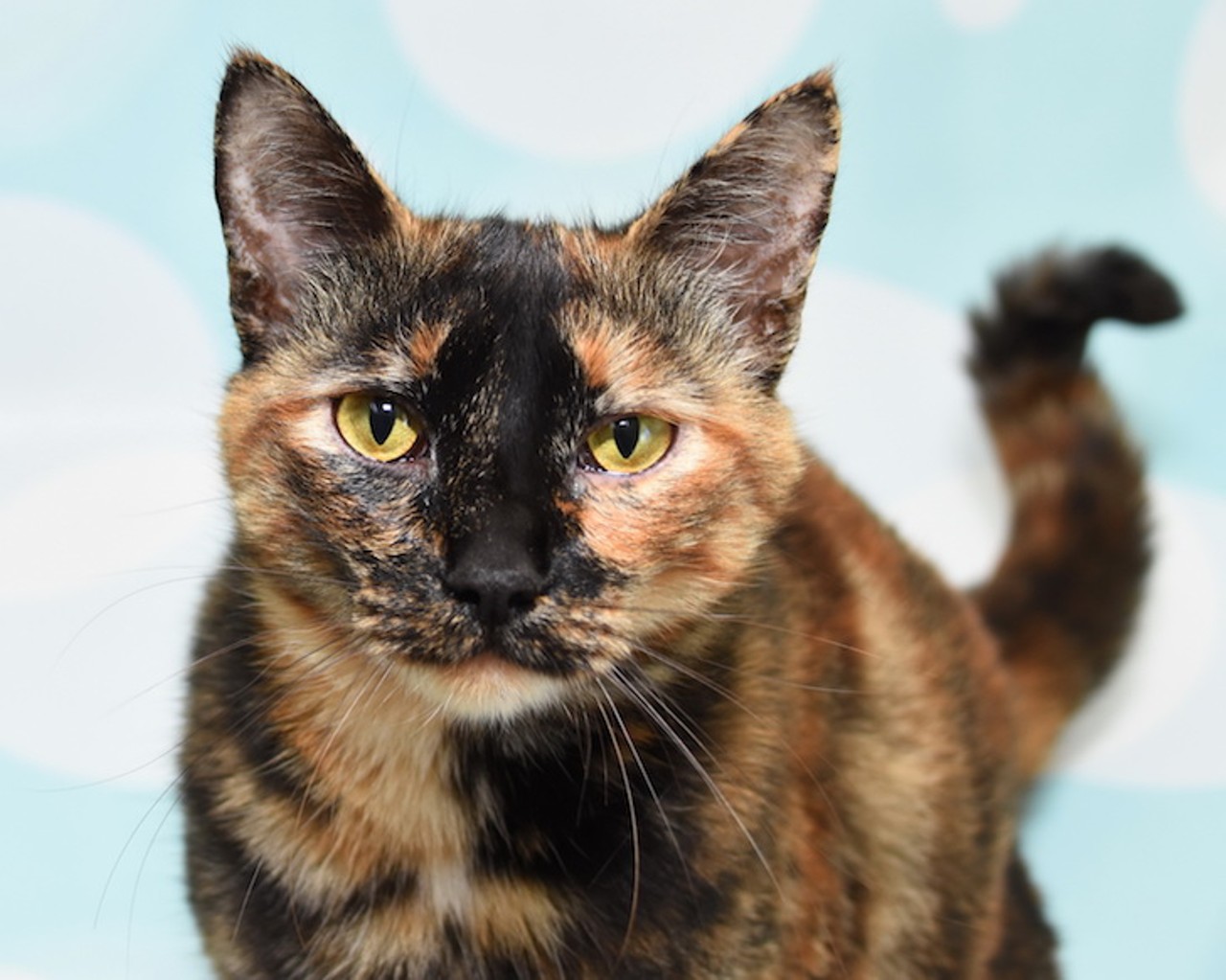 17 adoptable cats at Orange County Animal Services that are purrfect