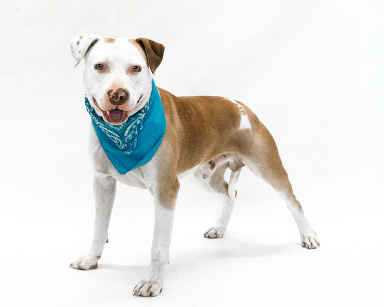 17 adoptable dogs available right now at Orange County Animal Services
