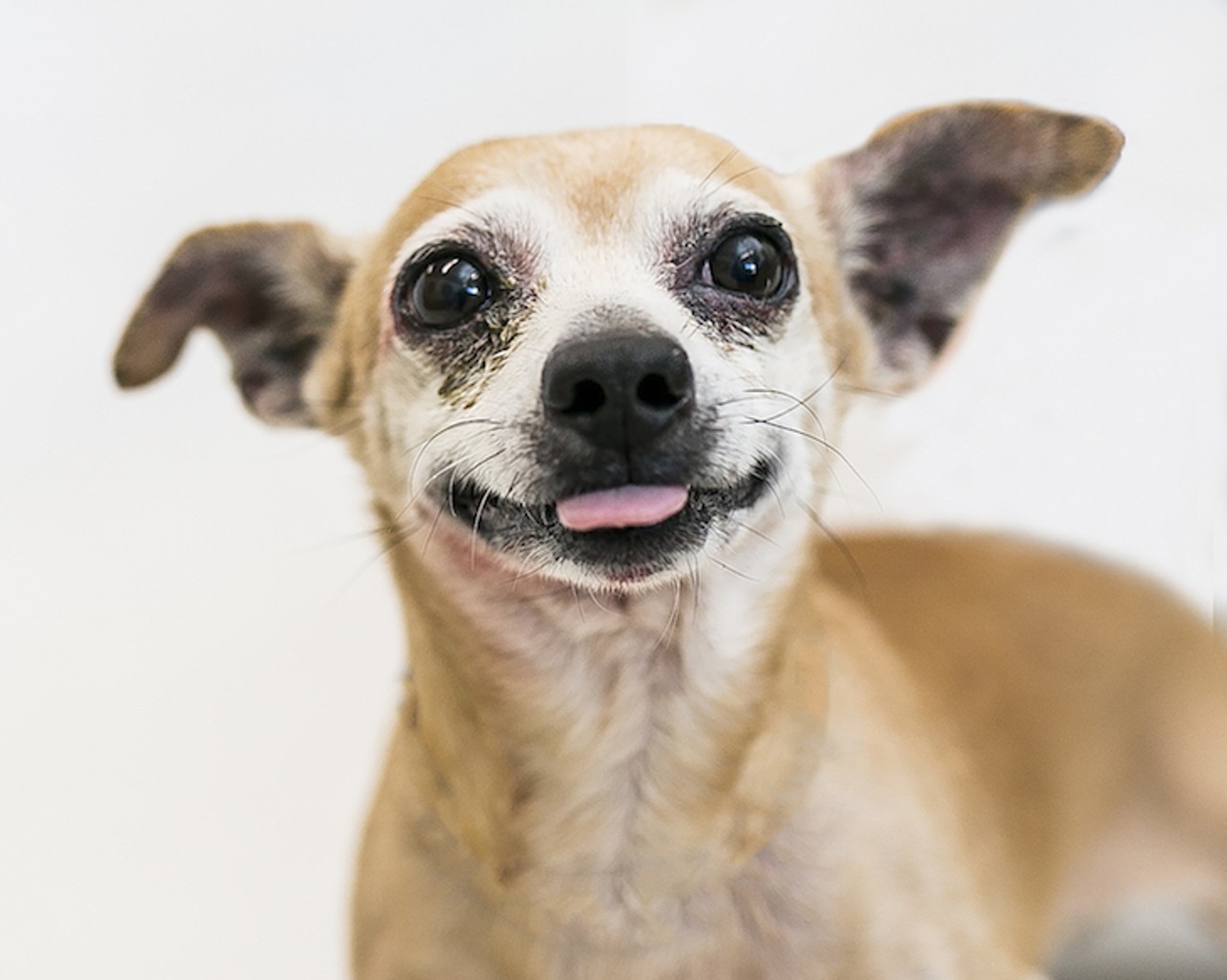 17 adoptable dogs in Orange County hoping for a better 2018