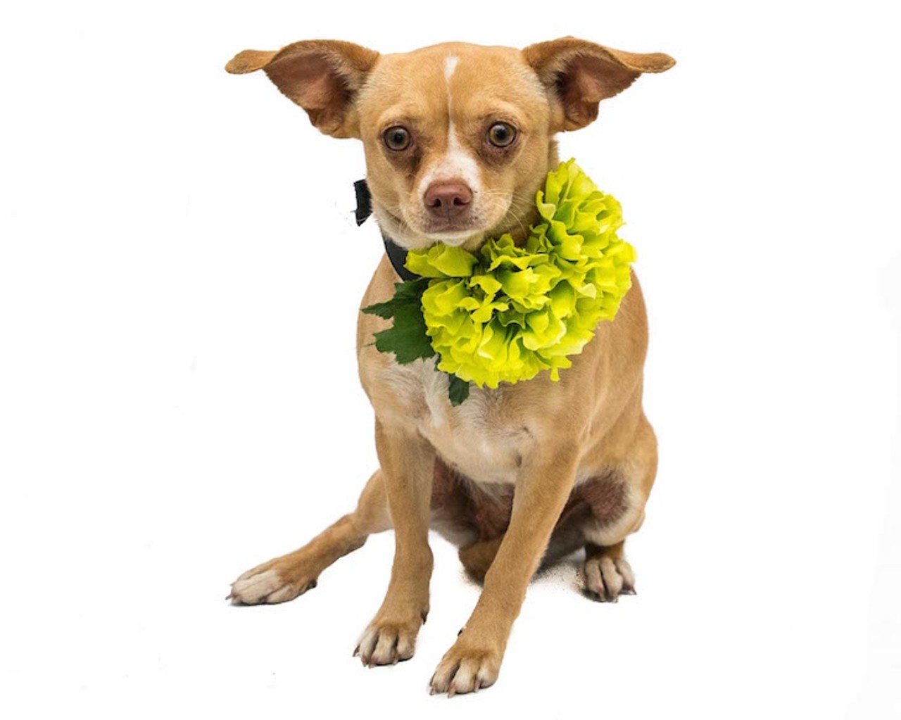 17 adoptable dogs looking for a little luck o' the Irish