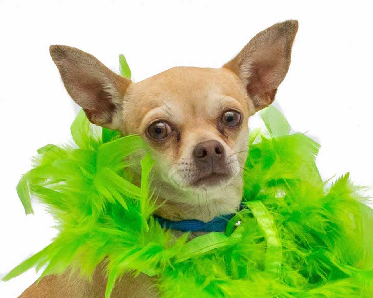 17 adoptable dogs looking for a little luck o' the Irish