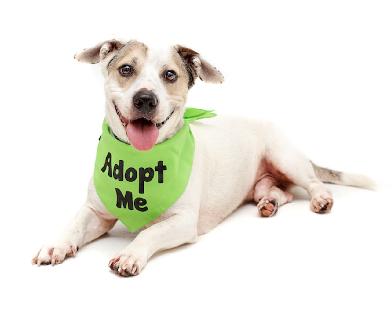 17 adoptable dogs looking for a new home right now in Orange County