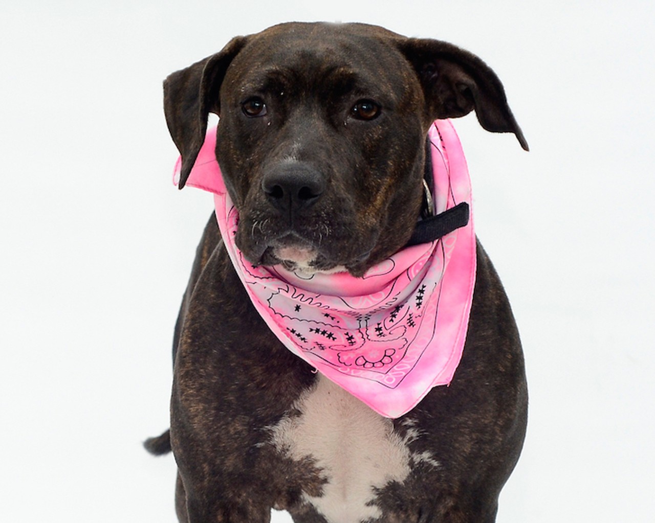 17 adoptable dogs looking for a new human this spring