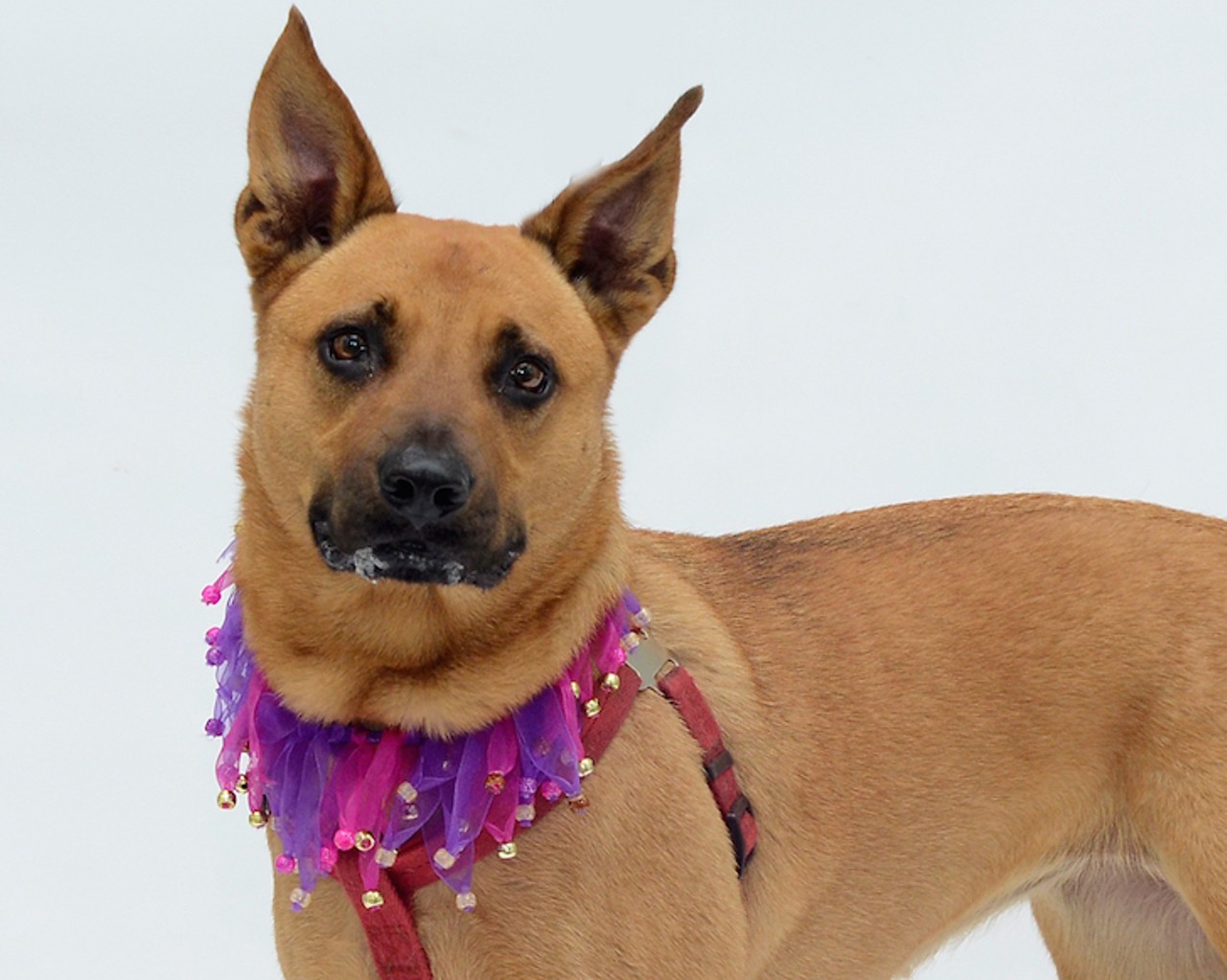 17 adoptable dogs looking for a new human this spring