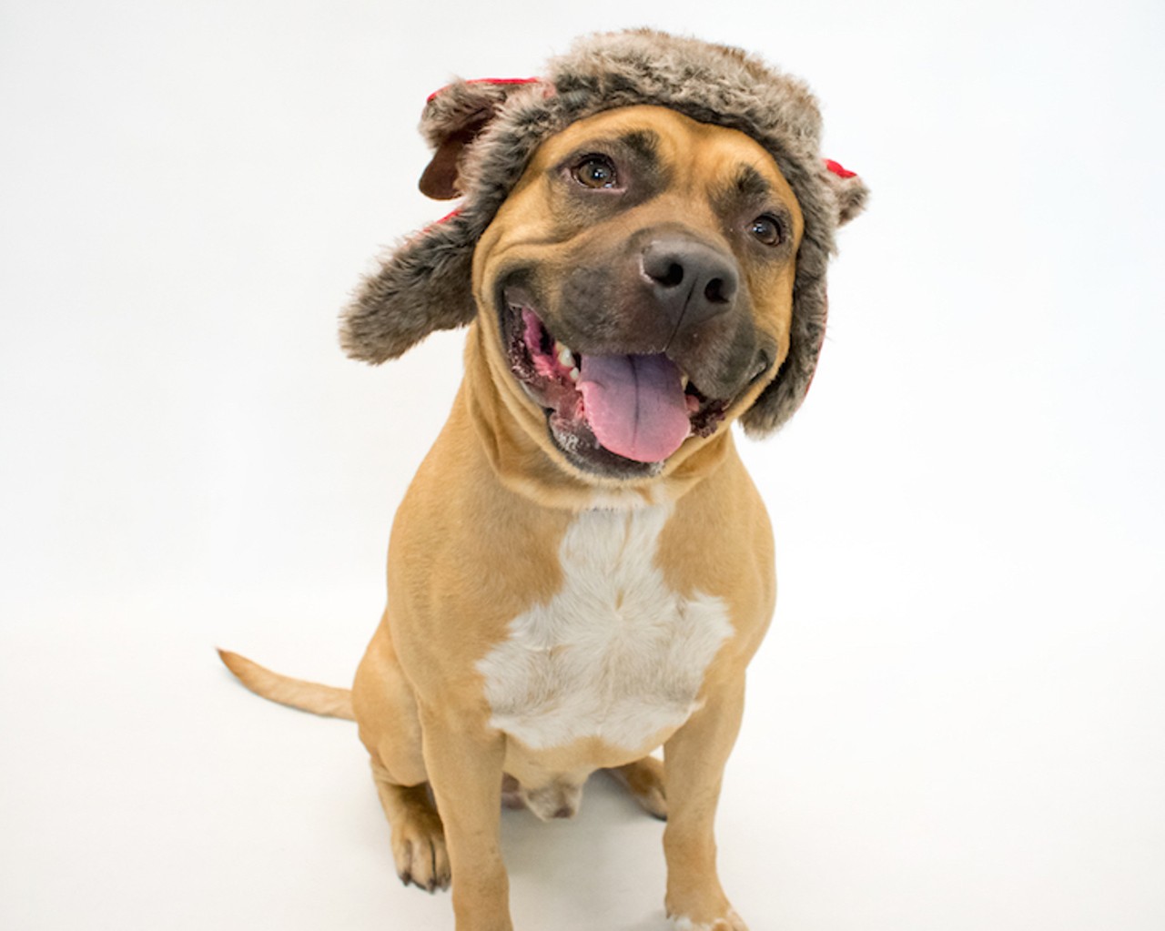 17 adoptable dogs that would love to fill your heart with Christmas cheer