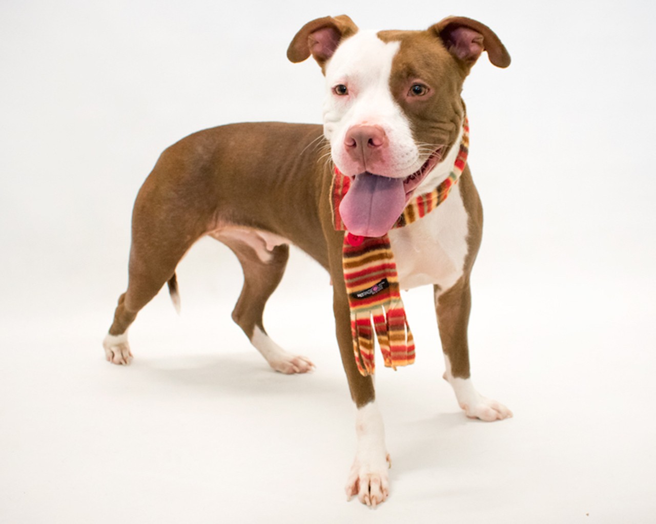 17 adoptable dogs that would love to fill your heart with Christmas cheer