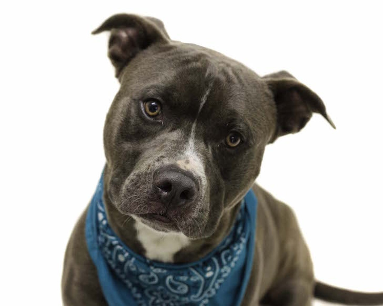 17 adoptable pooches looking for a new human