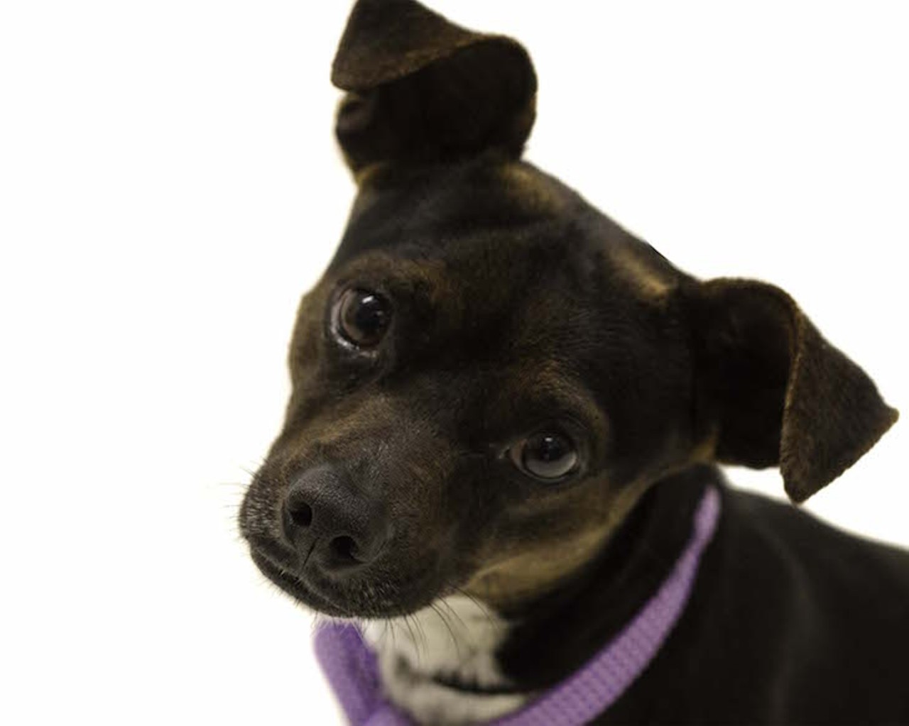 17 adoptable pooches looking for a new human