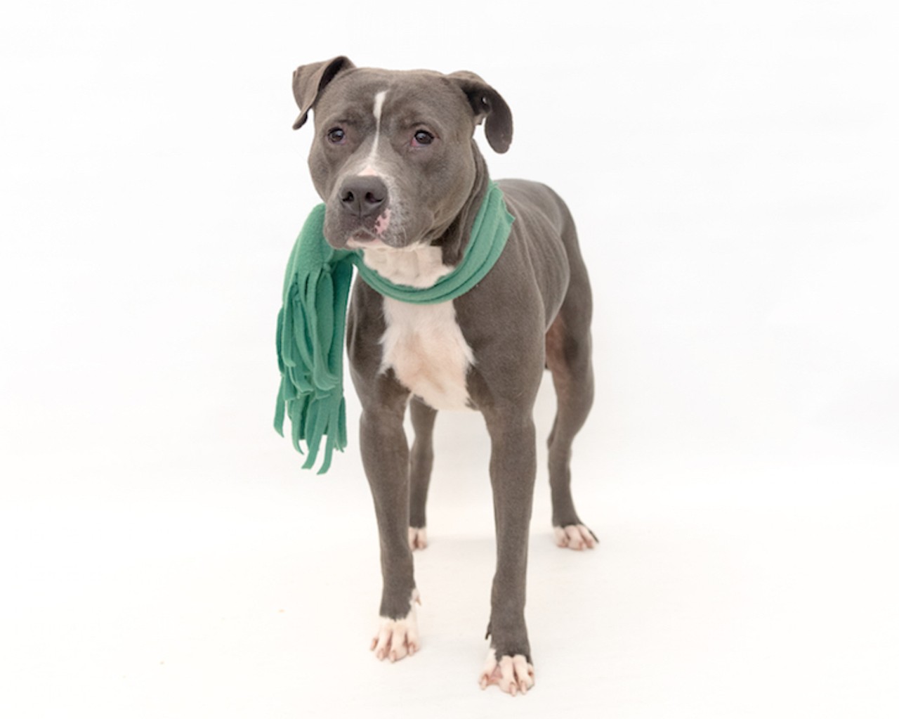 17 adoptable pups available right now at Orange County Animal Services