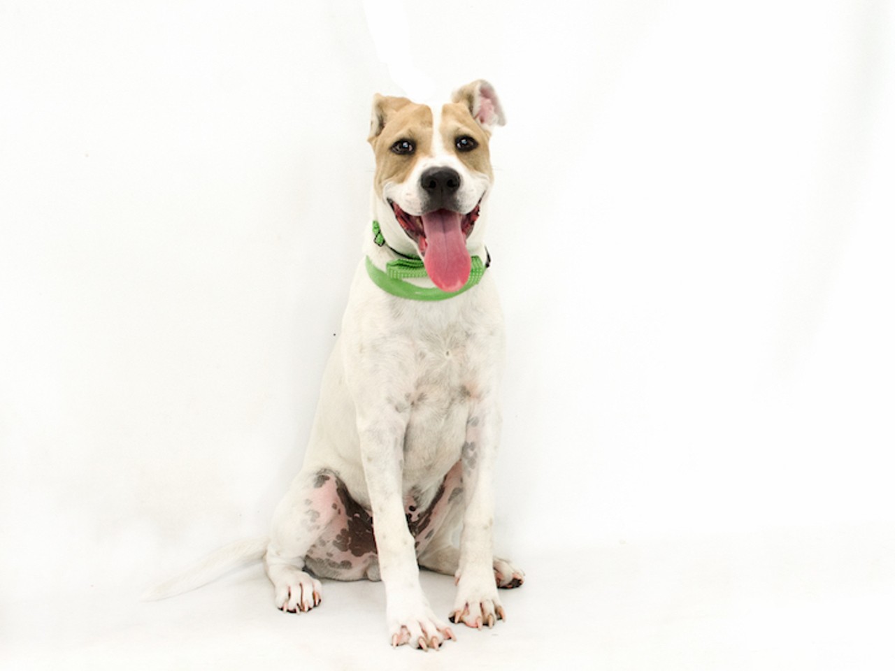 18 adoptable doggos available right now at Orange County Animal Services