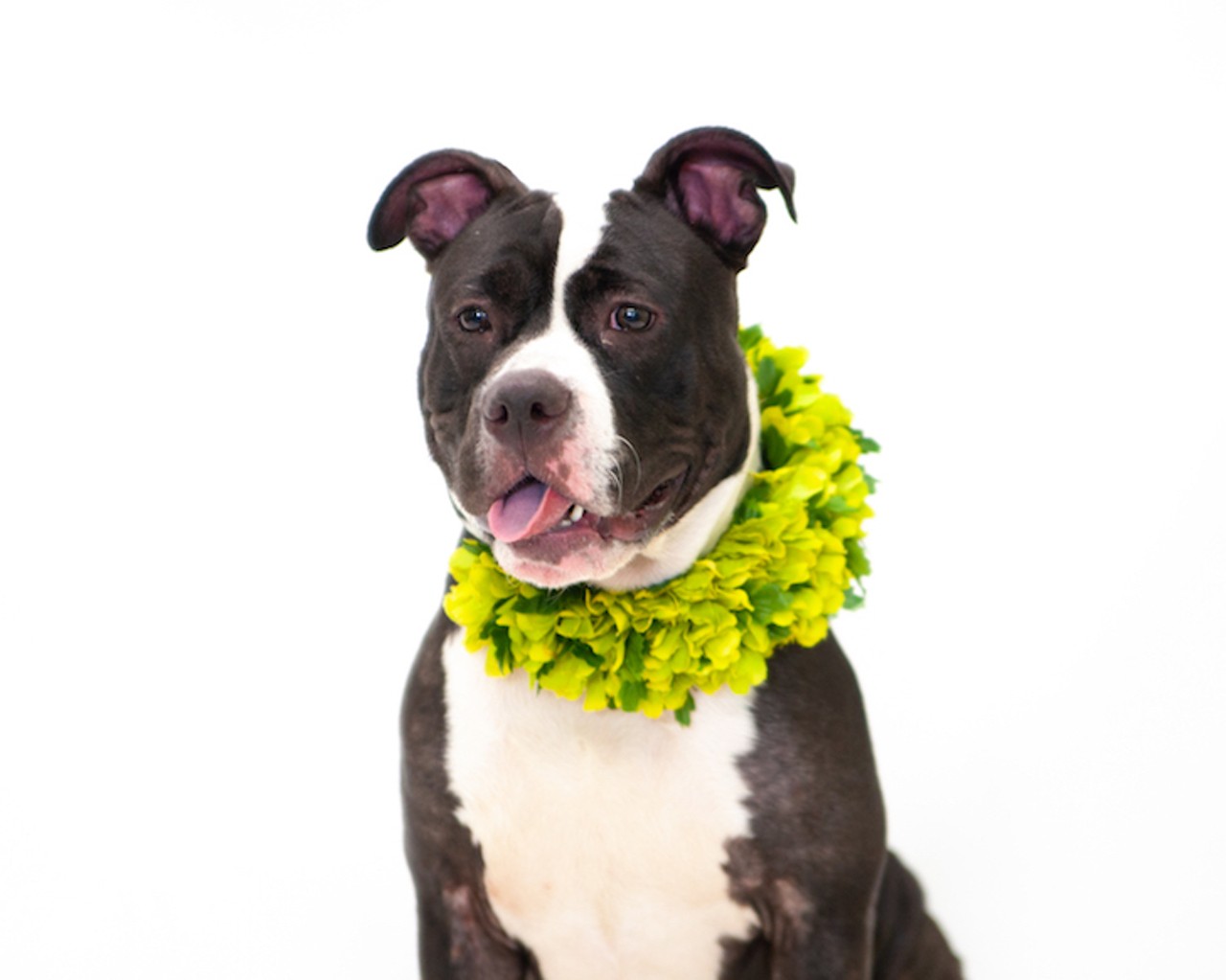 18 adoptable dogs in Orange County who are all party animals