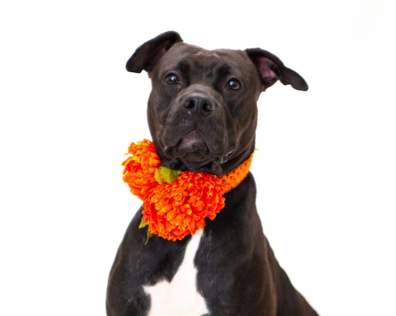18 adoptable dogs in Orange County who are all party animals