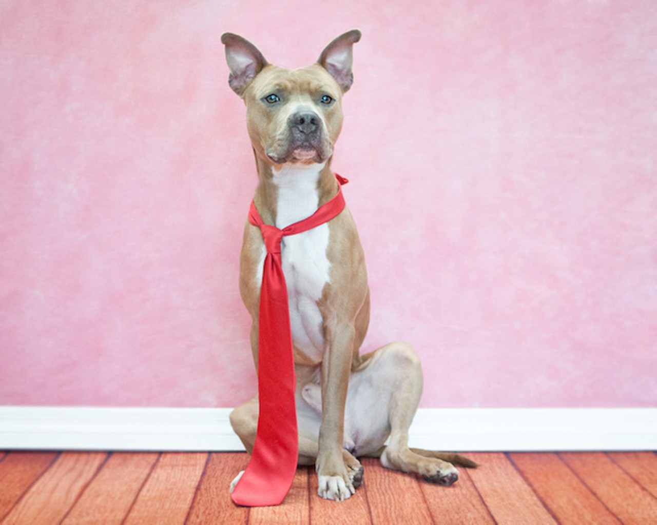 18 adoptable dogs looking for love right now