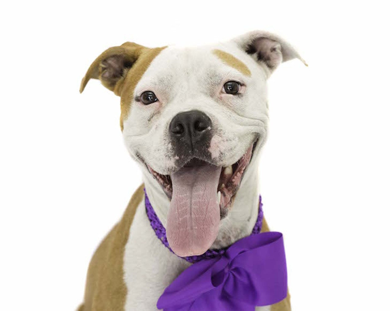 18 adoptable dogs you could be petting this weekend